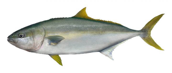 Yellowtail Kingfish