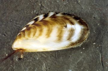 Black striped false mussel <i>(Mytilopsis sallei)</i> 
Source: CRIMP CSIRO Marine Research