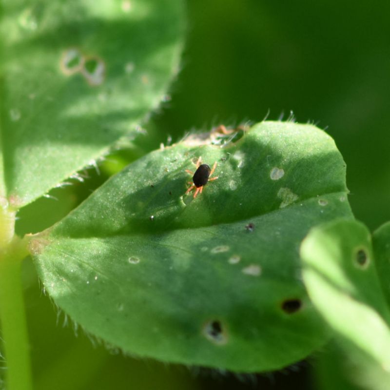 Spring control of redlegged earth mite - PIRSA