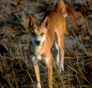 Dingo