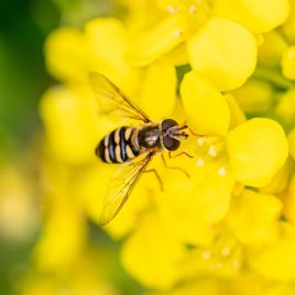 Adult hoverfly
