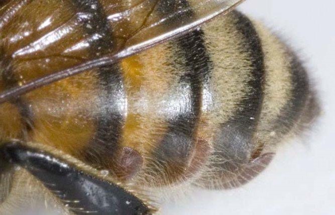 Varroa mites partially hidden under honey bee abdominal segments (photo credit Dr M. Goodwin)