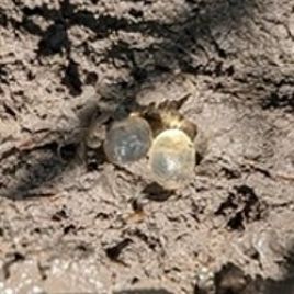 Black keeled slug eggs collected October 2022