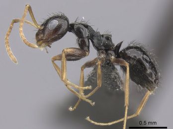 African black sugar ant