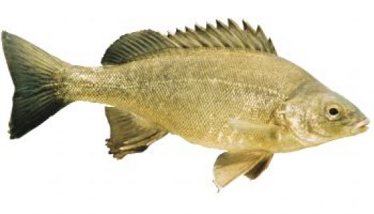Check recreational fishing size, bag, and boat limits - PIRSA