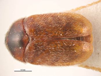 Khapra beetle viewed from above – photo: Simon Hinkley & Ken Walker, CC BY-NC 4.0, padil.gov.au