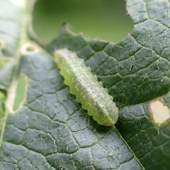Greybanded leaf weevil larvae (photo: K. Perry)