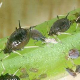 Cowpea aphid