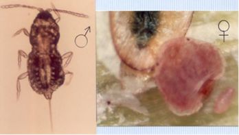 Close up of a male parlatoria date scale compared to a female, which has a soft body under its outer scale – photo: Gassouma S. (2003)