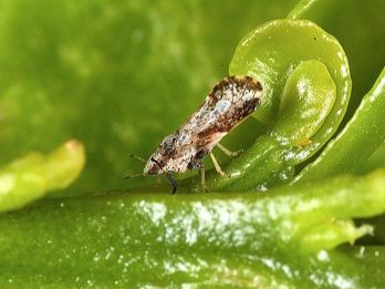 Adult Asian Citrus Psyllid – photo: David Hall, USDA Agricultural Research Service, Bugwood.org.