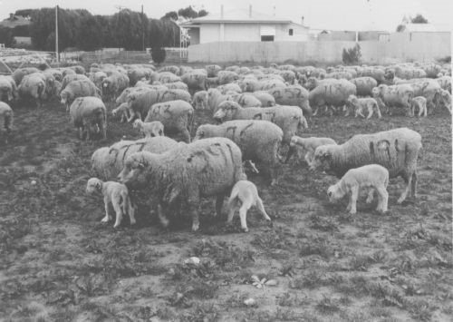 Sheep feeding trial – Wanbi Research Centre 1962