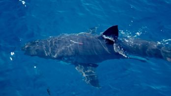 Calls for public assistance over mutilated marine animals at Louth Bay