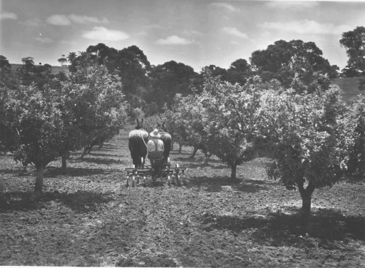 Apple orchard cultivation with horses - Blackwood 1930 - 2019s