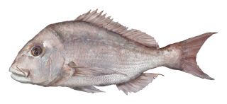 Snapper - PIRSA