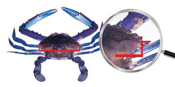 Blue Swimmer Crab are measured across the carapace from the base of the largest spines.