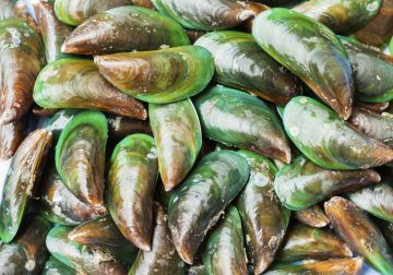 Asian Green Mussel (<i>Perna viridis</i>)