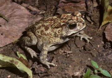Asian black-spined toad (<i>Duttaphrynus melanostictus</i>) 
Source: Melbourne Museum