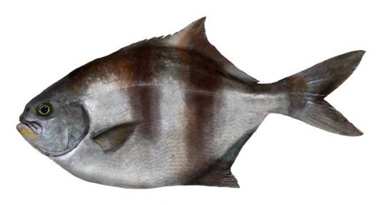Check recreational fishing size, bag, and boat limits - PIRSA