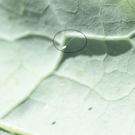 Stalked lacewing egg (photo: R. Hamdorf)