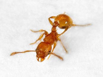 Electric ant – photo: Queensland Government, CC BY 4.0, www.business.qld.gov.au