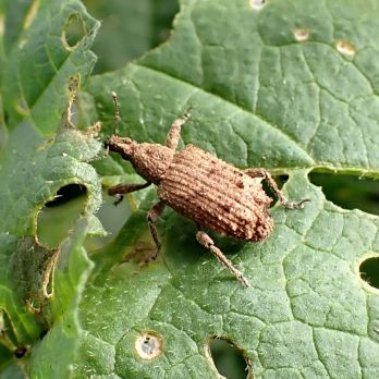 Greybanded leaf weevil adult (photo: K. Perry)