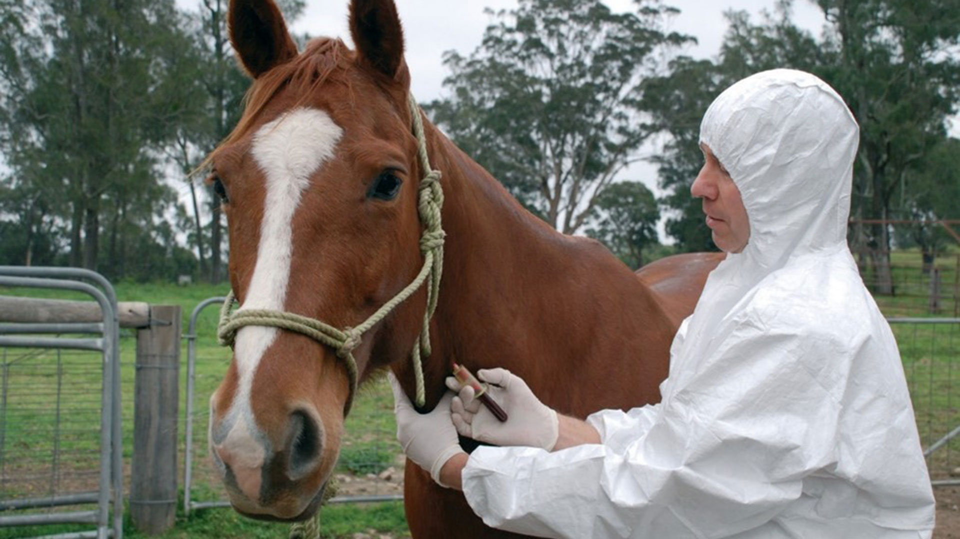 Vet injecting horse
