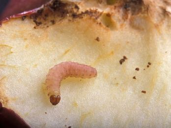 Codling moth caterpillar – photo: Peggy Greb, via Wikimedia Commons