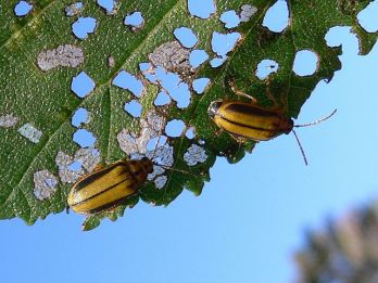 Elm leaf beetles causing shot-holes in a leaf – photo: Georg Slickers, CC 3.0 via Wikimedia Commons