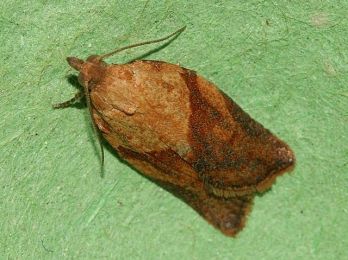 Light brown apple moth male – photo: Danny Chapman, CC 2.0 via Wikimedia Commons