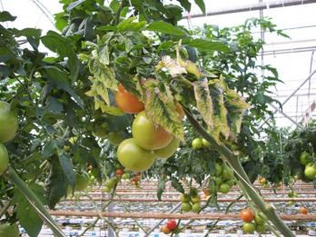 PSTVd on tomato plants showing chlorosis and purpling – photo: Ian Campbell, PIRSA