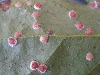 Pyriform scale adults on the underside of a paper plant leaf – photo: Chazz Hesselein, Alabama Cooperative Extension System, Bugwood.org