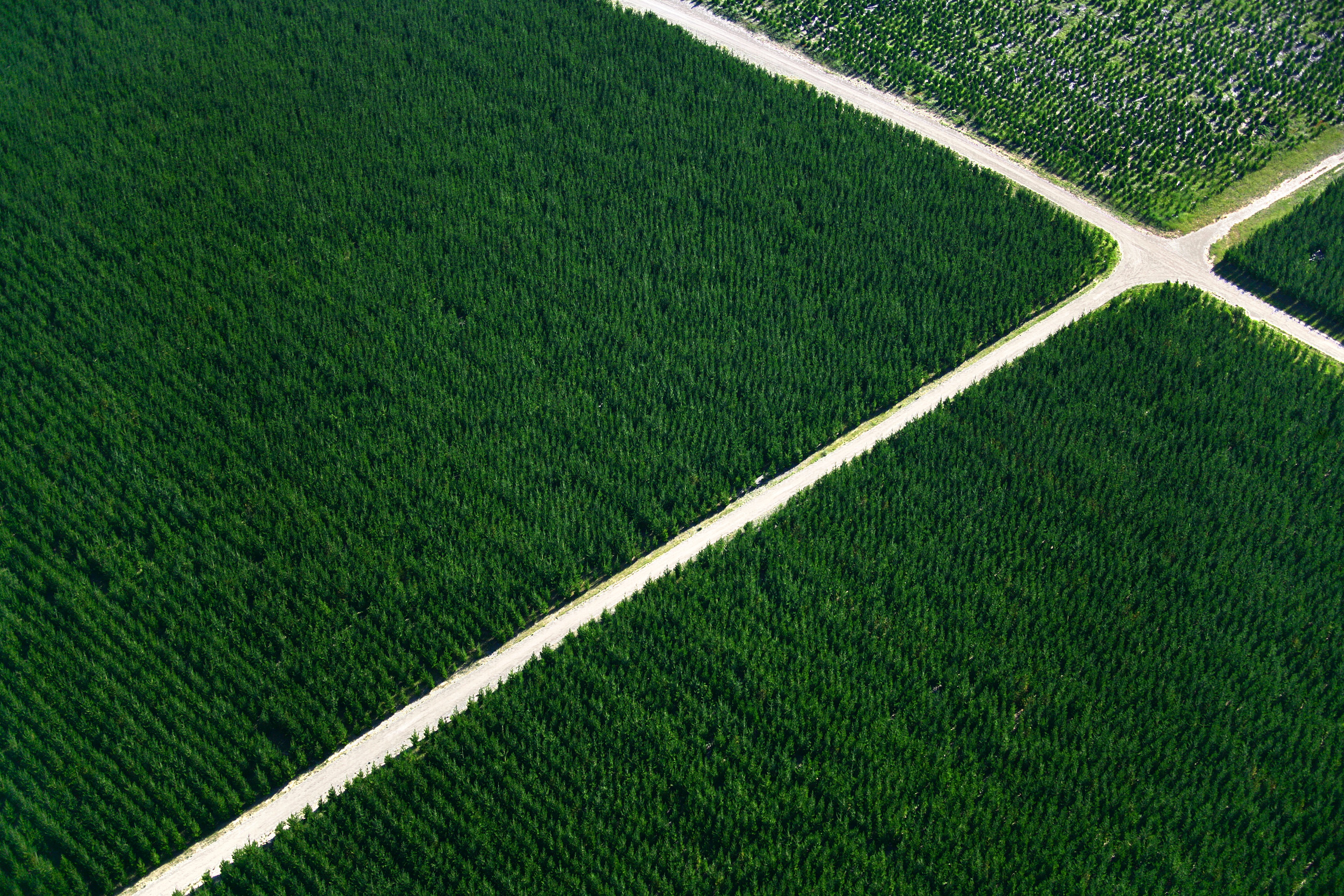 Driving SA’s forest trucks to net zero