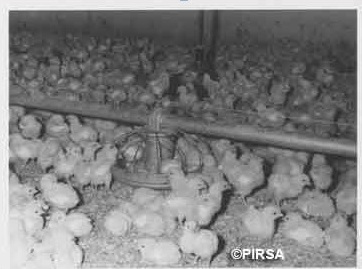 Photo No.105243.  Automatic feeder for poultry in Broiler shed