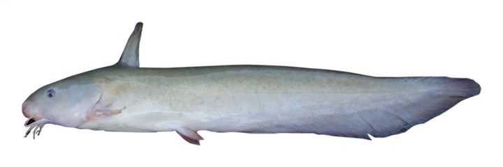 Cooper Creek Catfish