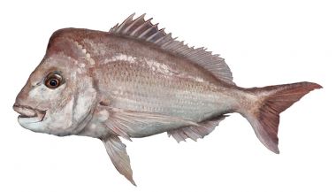 Snapper - PIRSA