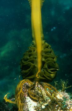 Japanese seaweed (<i>Undaria pinnatifida</i>)