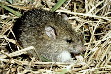 <strong>Pacific rat</strong><br>The Pacific rat has reddish-brown to grey brown fur, with light grey tips to the belly fur. The dark tail is about the same length as the body, with short hairs on the upper surface, and with narrow rings of scales. The rat has a pointed nose and naked ears.