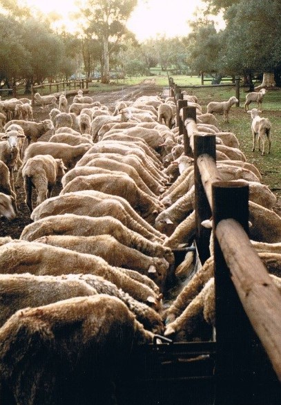 A sheep feedlot near Jamestown in the 1980s.