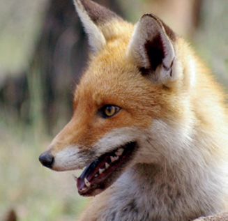 European red fox