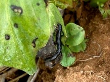 Black Portuguese millipede feeding on a damaged plant (Photo: Z. Kay).