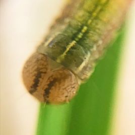 Armyworm head showing three white stripes on neck (photo: R. Hamdorf)