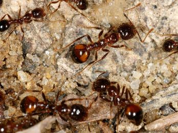 Black imported fire ant workers – photo: Blake Layton