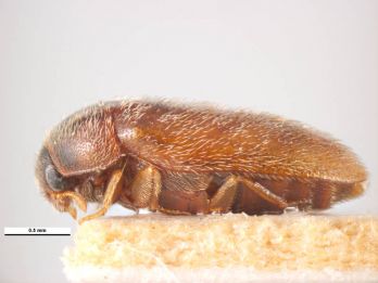 Khapra beetle – photo: Simon Hinkley & Ken Walker, CC BY-NC 4.0, padil.gov.au