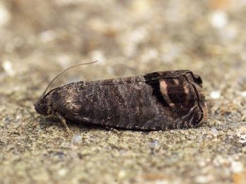 Codling moth – photo: Ben Sale, CC 2.0 via Wikimedia Commons