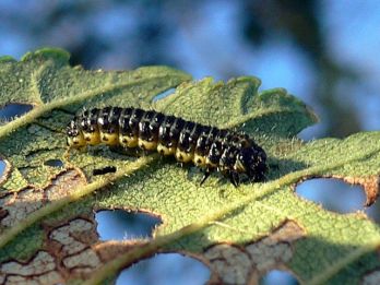 Larva of Elm Leaf Beetle – photo: Georg Slickers, CC 3.0 via Wikimedia Commons
