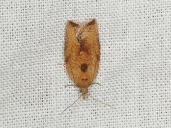 Light brown apple moth female – photo: Donald Hobern, CC 2.0 via Wikimedia Commons