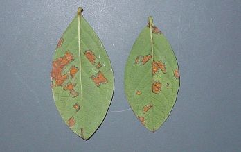 Leaves infected with Blueberry rust