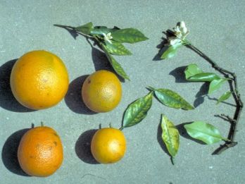 Citrus infected with blight disease – photo: Stephen M. Garnsey, USDA-ARS, South Atlantic Area, Bugwood.org