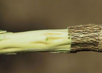 Deep depressions in the stem can be seen when the bark is removed – photo: M. Manners, FSC