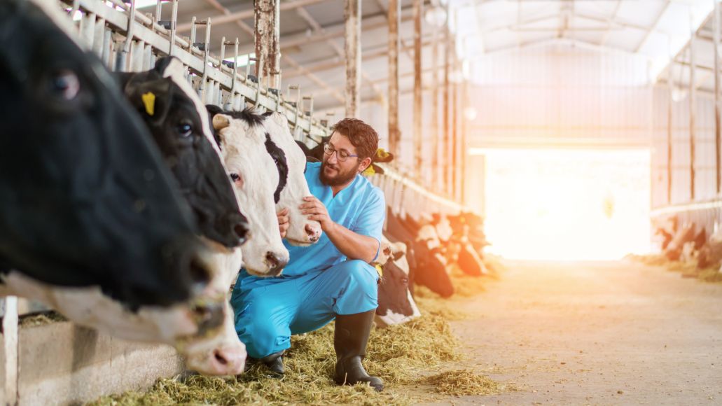 Animal health - PIRSA